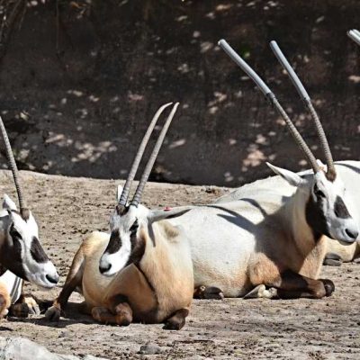 Arabian Wildlife Center, Sharjah