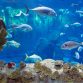 Aquarium, Sharjah