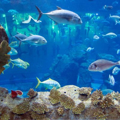 Aquarium, Sharjah